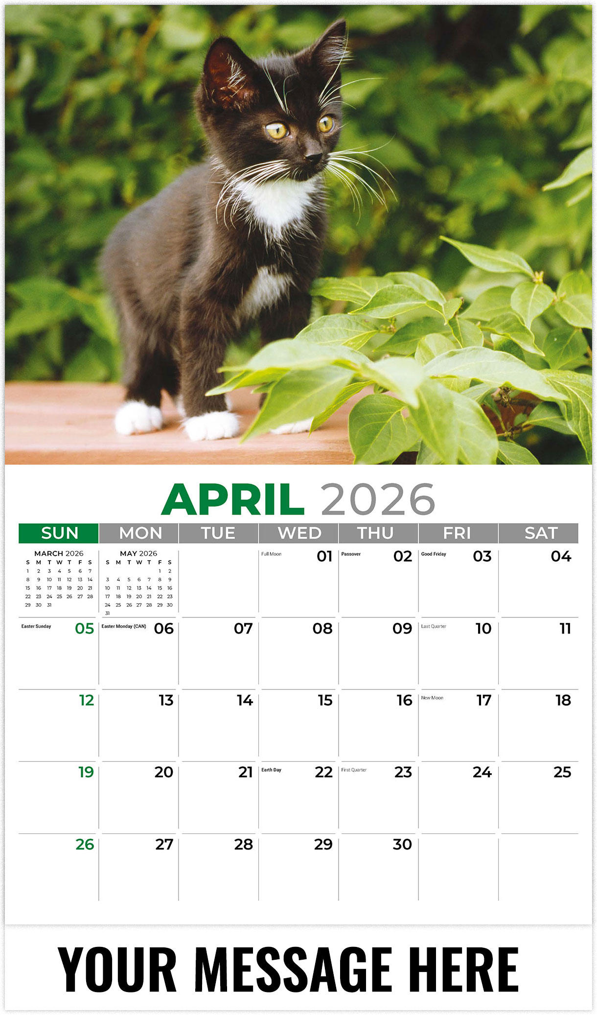 Galleria Kittens - 2026