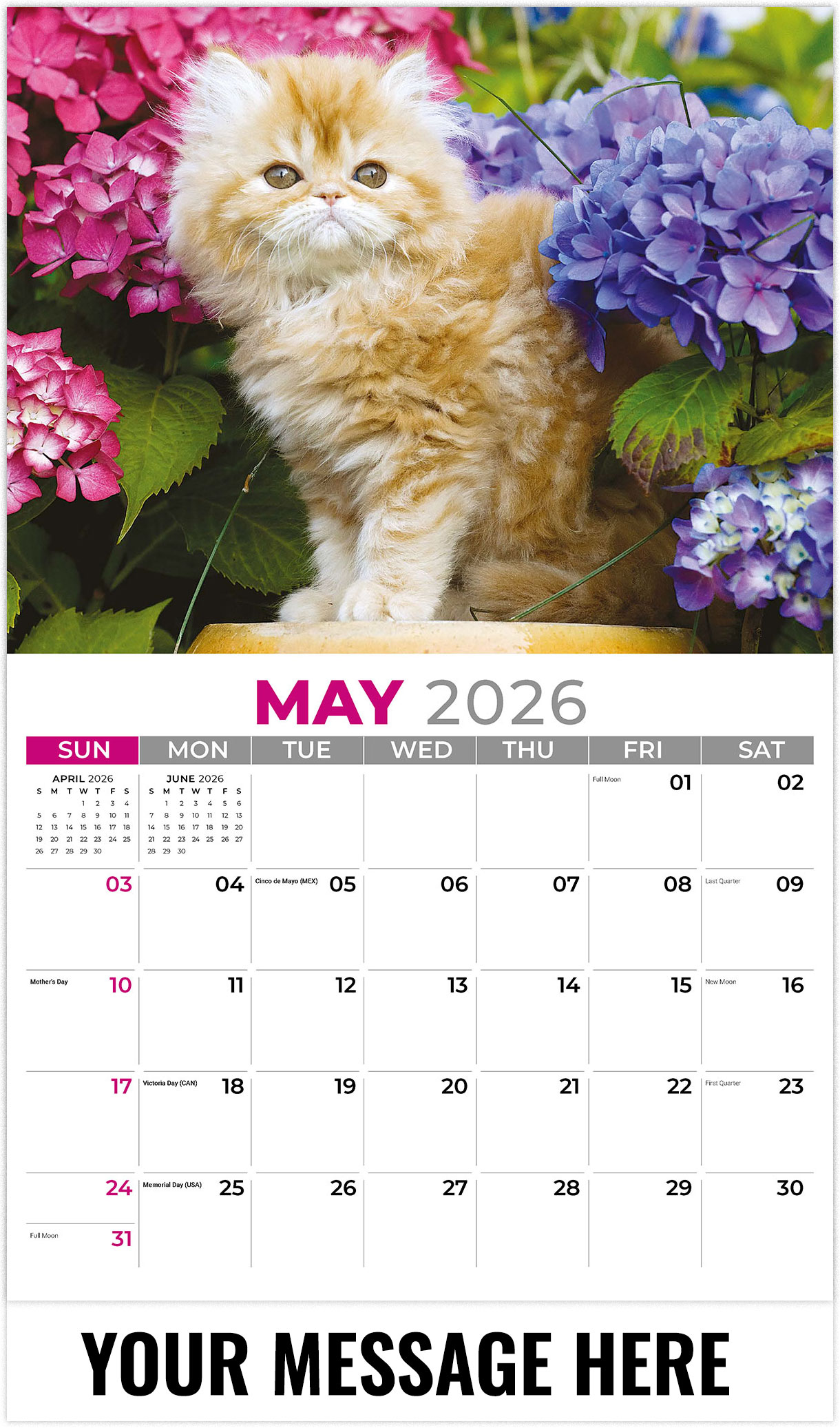 Galleria Kittens - 2026
